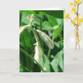 Carte soja (Fleur jaune)