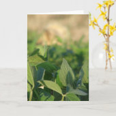 Carte soja (Fleur jaune)