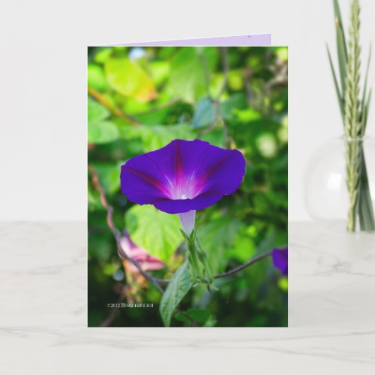 Carte Solo glorieux (Devant)