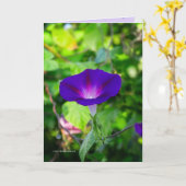 Carte Solo glorieux (Fleur jaune)