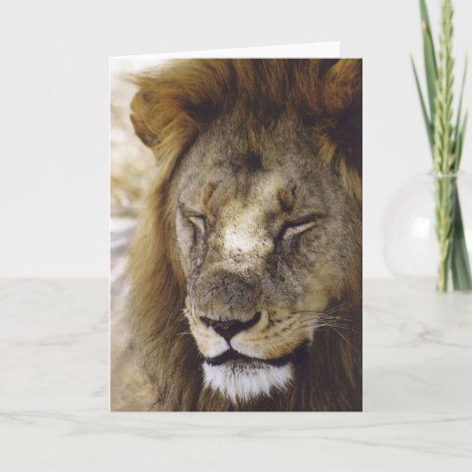 Carte Sommeil Simba (lion) (Devant)