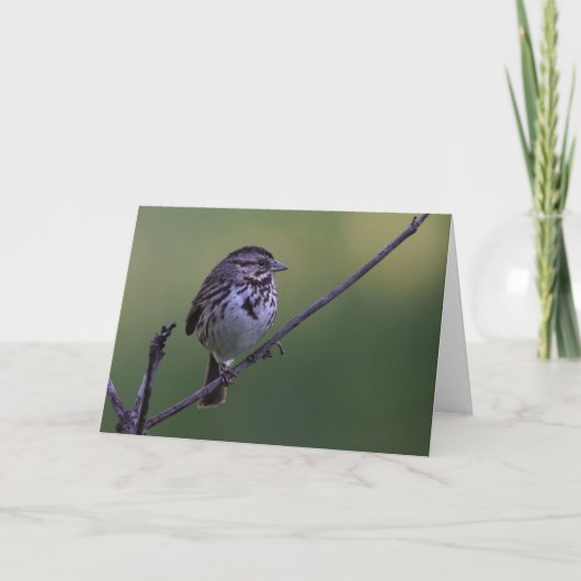 Carte Song Sparrow (Devant)