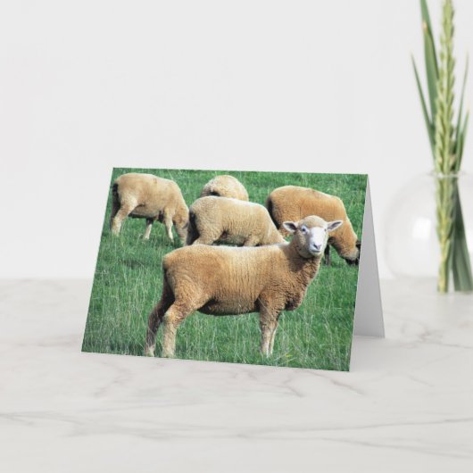 Carte sourire aux moutons (Devant)
