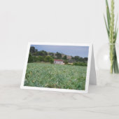 Carte Spanish Artichoke Field, Valencia, Spain (Devant)