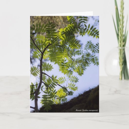 Carte Species : Rowan (Devant)