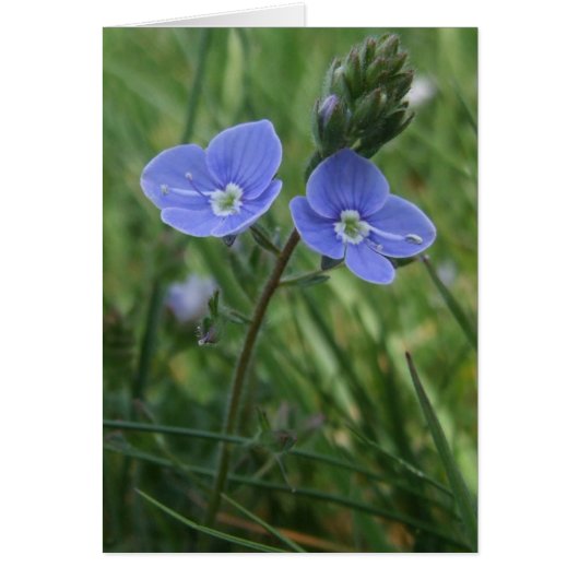 Carte Speedwell Blue Flowers (Devant)