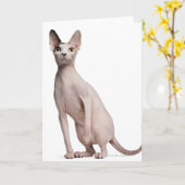 Carte Sphynx (13 months old) (Fleur jaune)