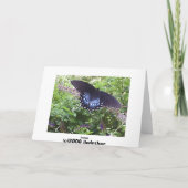 Carte Spicebush Swallower (Dos)