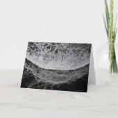 Carte Spider Web Avec Dew, Water Drop Hammock (Devant)