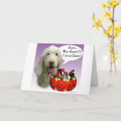 Carte Spinone Italiano Halloween Candy (Fleur jaune)