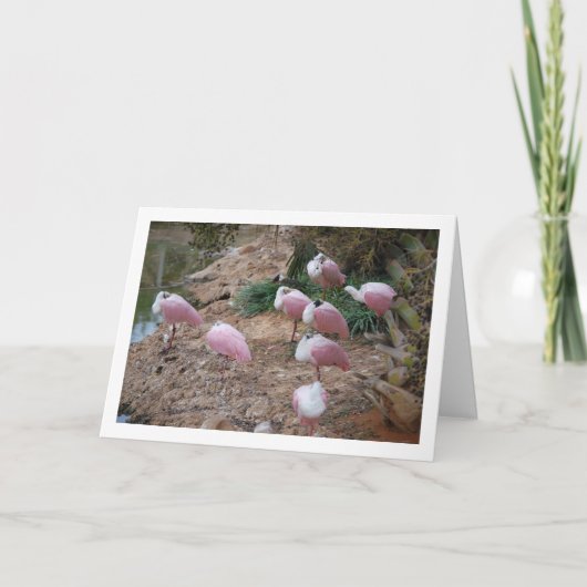 Carte Spoonbill Roseing (Devant)