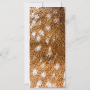 Carte Spotted deer pour texture