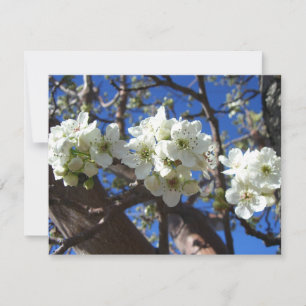 Carte Spring Flowering Pear Tree