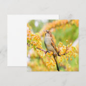 Carte Spring time Sparrow (Devant / Derrière)