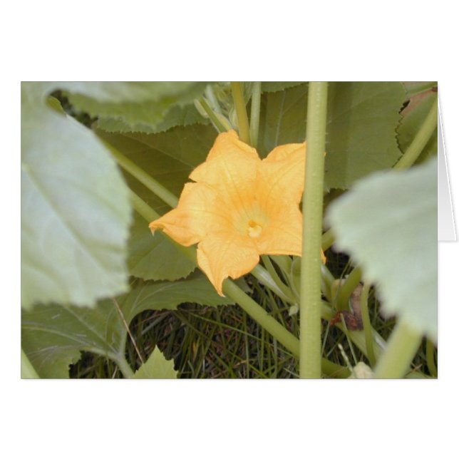 Carte Squash Blossom (Devant horizontal)