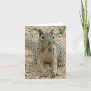 Carte Squirel