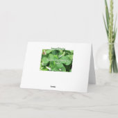 Carte St. Paddy (Dos)
