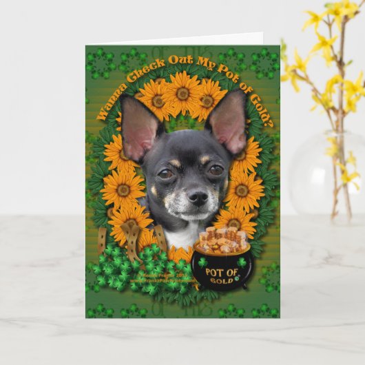Carte St patrick - Pot d'or - Chihuahua - Isabella (Fleur jaune)