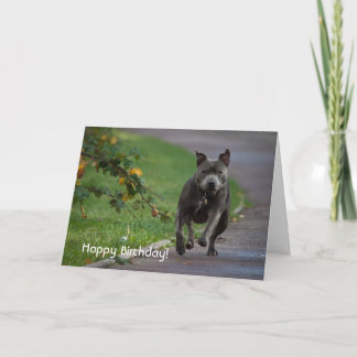 Carte Staffordshire Bull Terrier