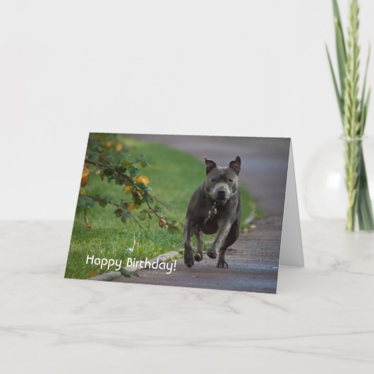 Carte Staffordshire Bull Terrier (Devant)