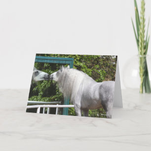 Carte Stallion Andalou Gris Regardant En Miroir