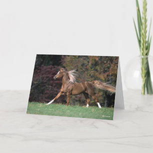 Carte Stallion Arabe Courant Fluant Mane Et Queue