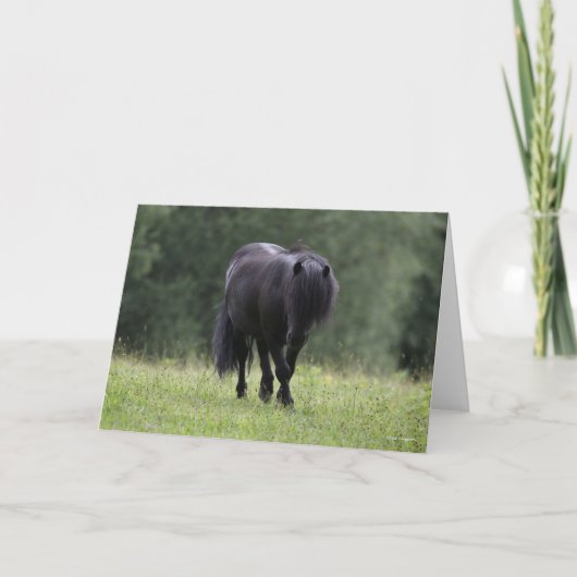Carte Stallion noir de Shetland Pony marchant (Devant)