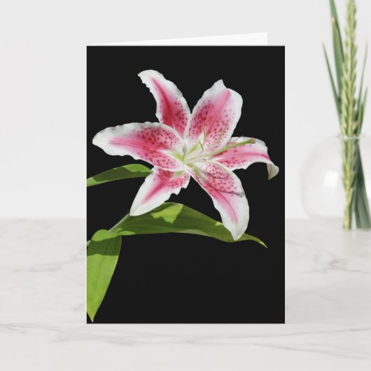 Carte Stargazer Lily (Devant)