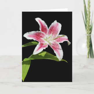Carte Stargazer Lily