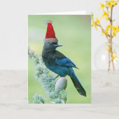 Carte Steller's Jay Christmas Card (Fleur jaune)