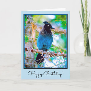 Carte Steller's Jay - Photographie originale
