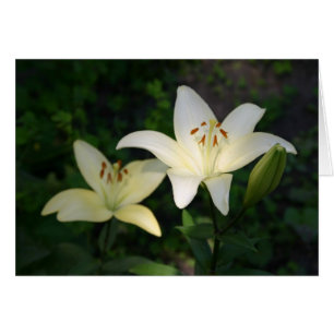 Carte Sterling Star Lilies