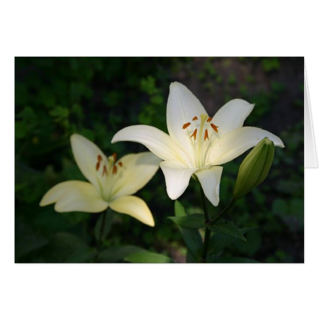 Carte Sterling Star Lilies (Devant horizontal)