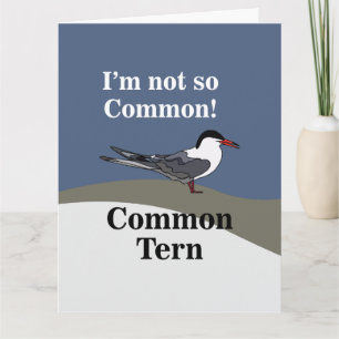 Carte Sterne commune Oiseau de mer Oiseau Drôle