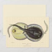 Carte Stingrais vintages, Animaux De L'Océan Marin (Devant / Derrière)