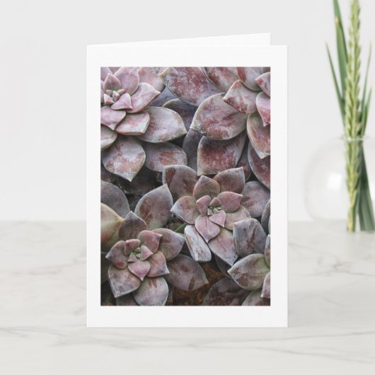 Carte Succulent violet (Devant)