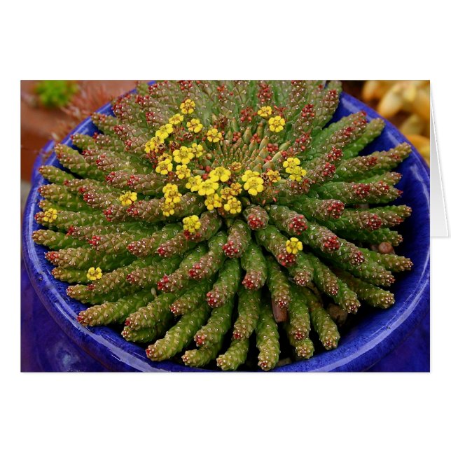 Carte succulente d'euphorbe par Debra Lee Baldwin (Devant horizontal)