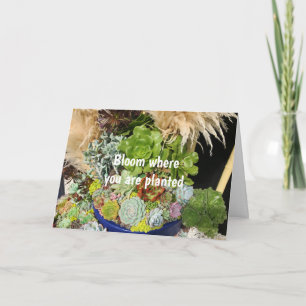Carte Succulents colorés à l'herbe argentée