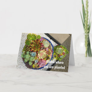 Carte Succulents dans le planteur