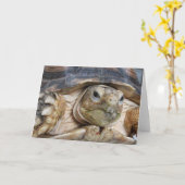 Carte Sulcata Tortoise (Fleur jaune)