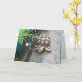 Carte Sulcata Tortoise Lounge sur Balcon Manger Fleur (Fleur jaune)