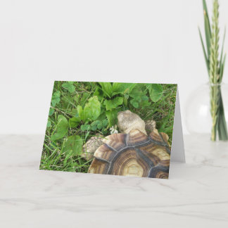 Carte Sulcata Tortoise Manger Clover, Plantain, en Herbe