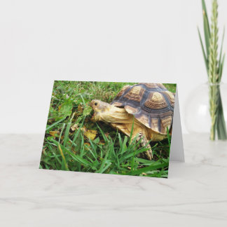 Carte Sulcata Tortoise prend une grosse bouchée de feuil