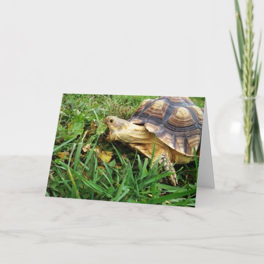 Carte Sulcata Tortoise prend une grosse bouchée de feuil (Devant)