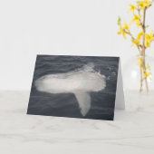 Carte Sunfish Pacifique (mola de Mola) (Fleur jaune)