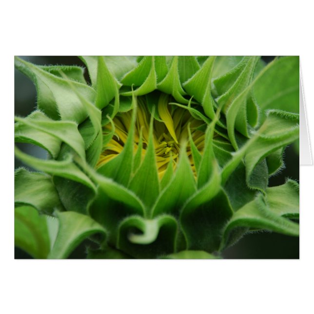 Carte Sunflower Awakens (Devant horizontal)