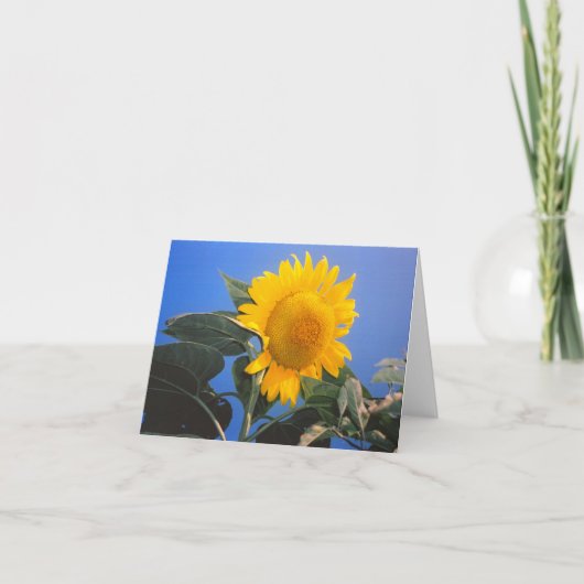 Carte Sunflower Blue Sky (Devant)