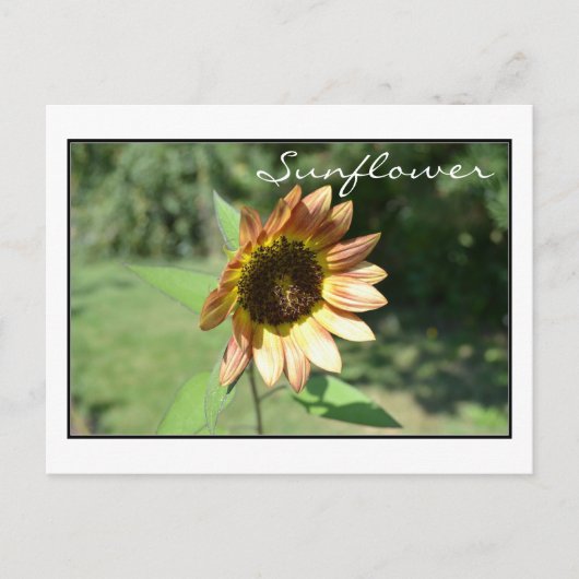 Carte Sunflower de septembre (Devant)
