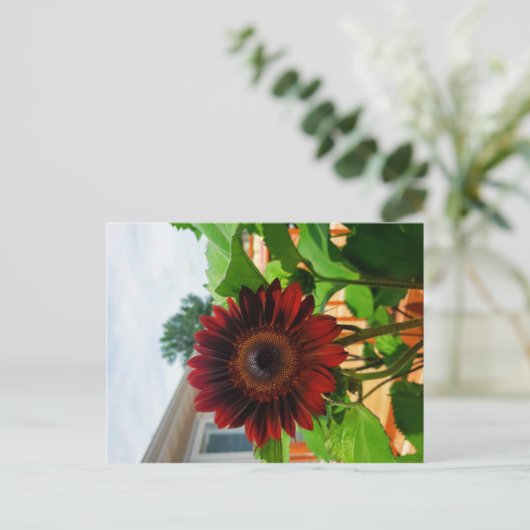 Carte Sunflower Post (Debout devant)