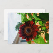 Carte Sunflower Post (Devant / Derrière)